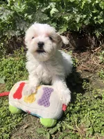 Whitey, a male Maltipoo for sale in Williamsburg, MO – Photo 2 of 6