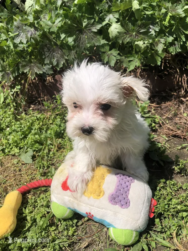 Whitey – Maltipoo puppy for sale in Williamsburg, MO
