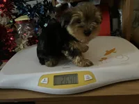 Champ, a male Yorkshire Terrier for sale in Williamsburg, MO – 4 of 8