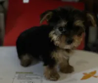 Codi, a male Yorkshire Terrier for sale in Williamsburg, MO – 4 of 7