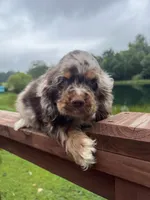 Blu, a male Cocker Spaniel for sale in Williamsburg, MO – 4 of 5