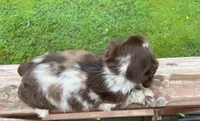 Charlie, a male Cocker Spaniel for sale in Williamsburg, MO – 2 of 4