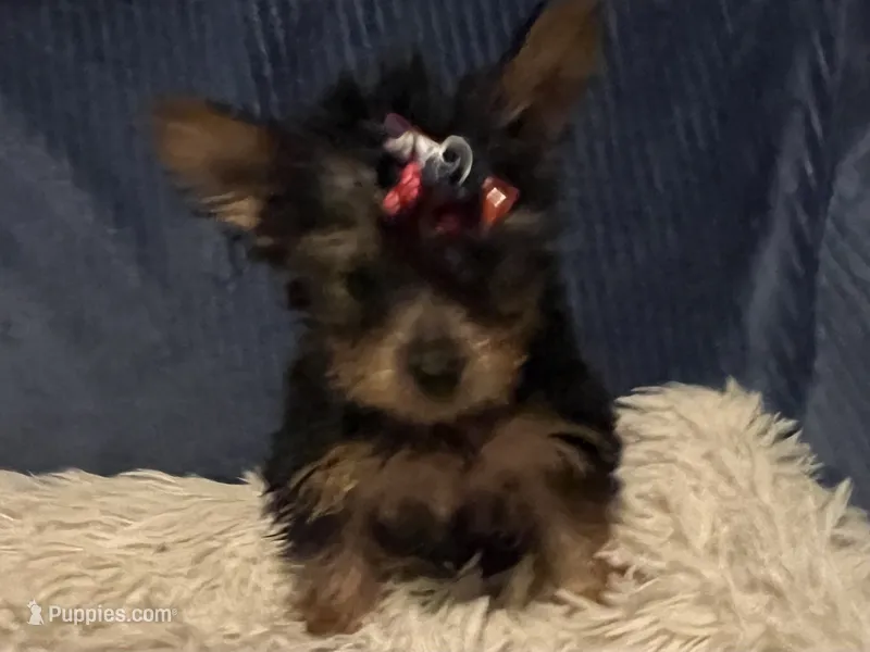 Honey – Yorkshire Terrier puppy for sale in Williamsburg, MO