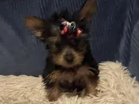 Honey, a female Yorkshire Terrier for sale in Williamsburg, MO – 1 of 8
