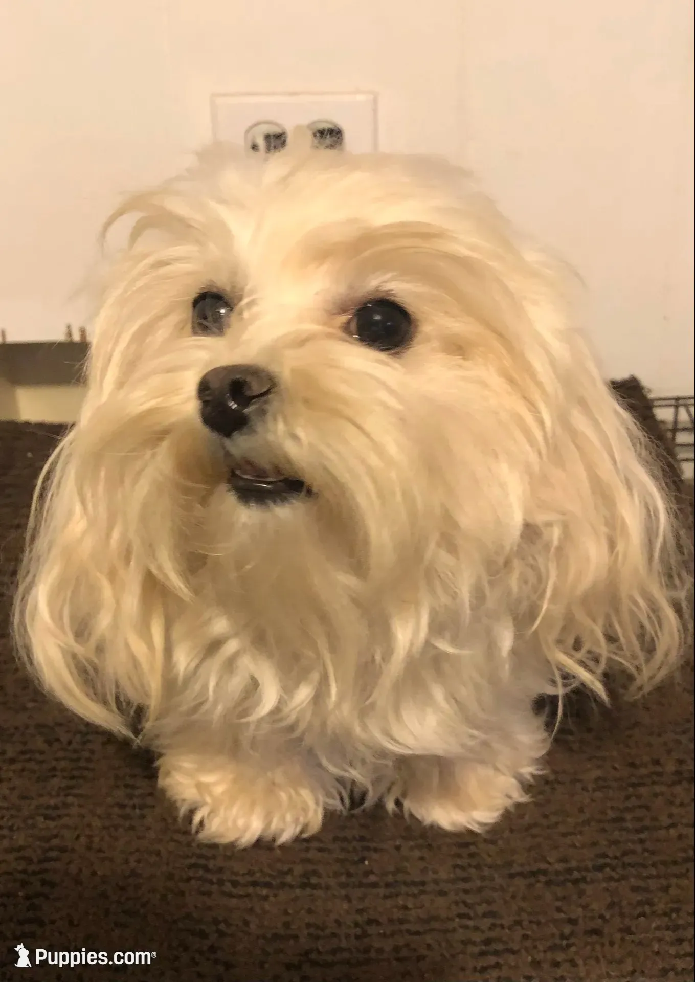 Tara, a female Morkie for sale in Williamsburg, MO – 7 of 7