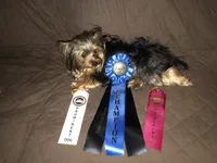 Moose, a male Yorkshire Terrier for sale in Williamsburg, MO – 4 of 5