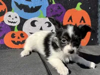 Kiki, a female Papillon for sale in Williamsburg, MO – 3 of 6