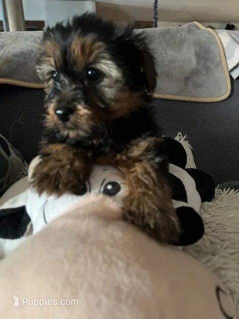 Moose – Yorkshire Terrier puppy on hold in Williamsburg, MO
