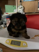 Moose, a male Yorkshire Terrier for sale in Williamsburg, MO – 3 of 5