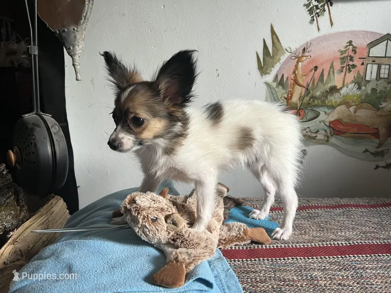 Kiki – Papillon puppy for sale in Williamsburg, MO