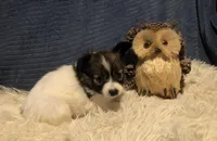 Kiki, a female Papillon for sale in Williamsburg, MO – Photo 3 of 6