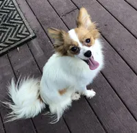 Kiki, a female Papillon for sale in Williamsburg, MO – Photo 6 of 6