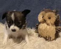 Kiki, a female Papillon for sale in Williamsburg, MO – Photo 2 of 6