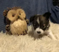 Kiki, a female Papillon for sale in Williamsburg, MO – Photo 4 of 6