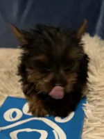 Tinker, a male Yorkshire Terrier for sale in Williamsburg, MO – 2 of 5