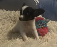 Bella, a female Papillon for sale in Williamsburg, MO – 4 of 7