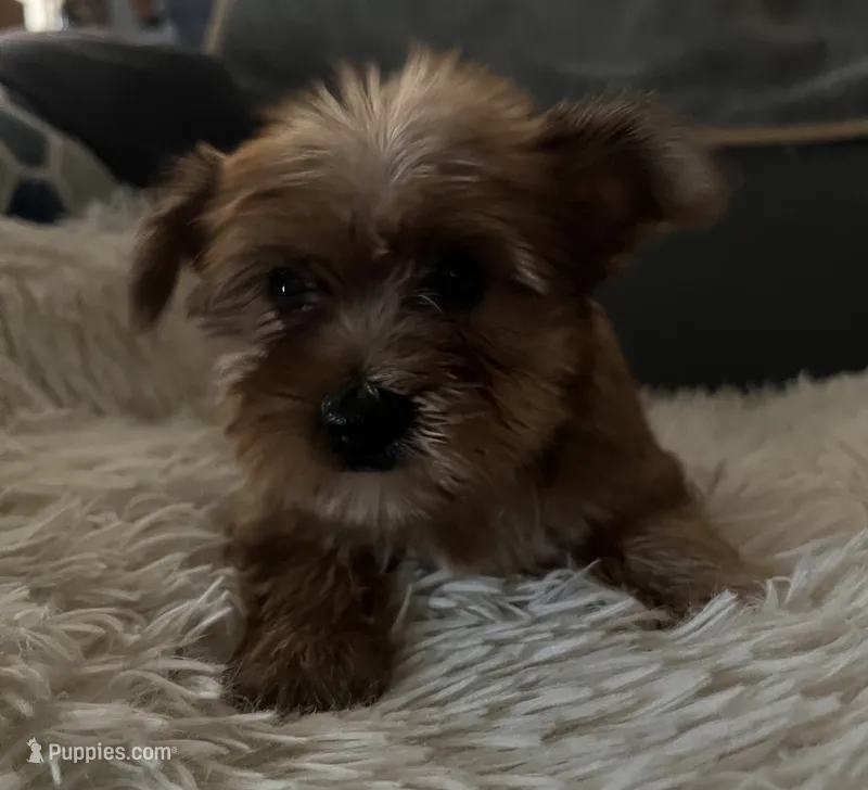 Sable – Yorkshire Terrier puppy for sale in Williamsburg, MO