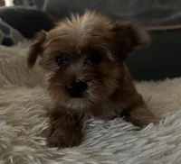 Sable, a male Yorkshire Terrier for sale in Williamsburg, MO – 1 of 7