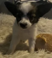 Daisey, a female Papillon for sale in Williamsburg, MO – 3 of 8