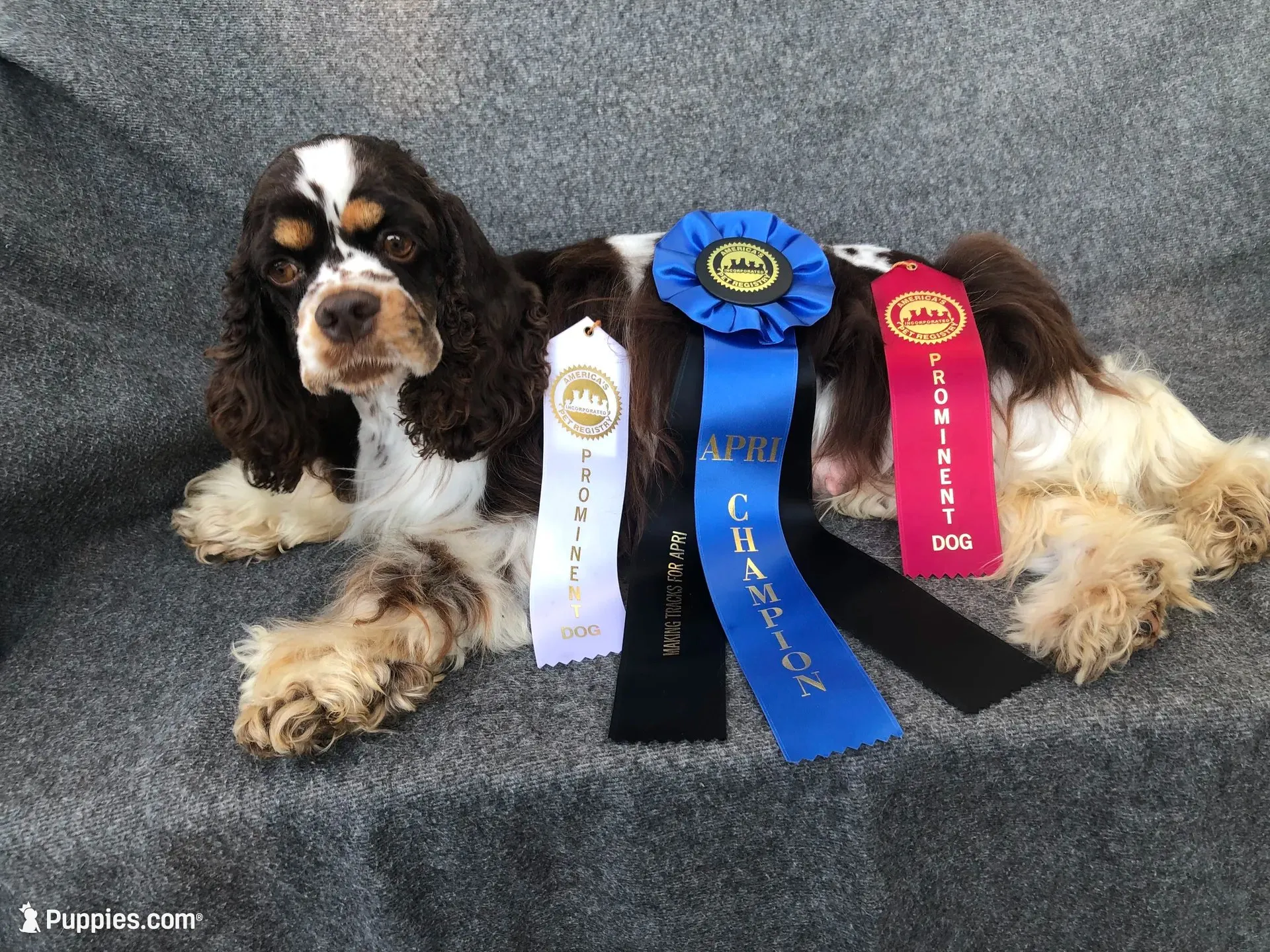 Charlie , a male Cocker Spaniel for sale in Williamsburg, MO – 5 of 6