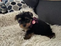 Renee, a male Yorkshire Terrier for sale in Williamsburg, MO – 3 of 7