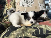 Karl, a male Papillon for sale in Williamsburg, MO – 3 of 4