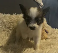 Daisey, a female Papillon for sale in Williamsburg, MO – 2 of 8