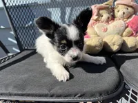 Kendra, a female Papillon for sale in Williamsburg, MO – 4 of 6