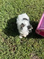 Cinder, a male Morkie for sale in Williamsburg, MO – 5 of 7