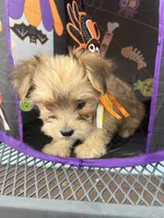 Brownie, a female Morkie for sale in Williamsburg, MO – 5 of 7