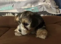 Candi, a female Yorkshire Terrier for sale in Williamsburg, MO – Photo 4 of 8