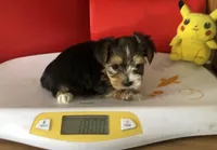 Candi, a female Yorkshire Terrier for sale in Williamsburg, MO – Photo 6 of 8