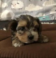 Candi, a female Yorkshire Terrier for sale in Williamsburg, MO – Photo 3 of 8