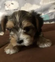 Candi, a female Yorkshire Terrier for sale in Williamsburg, MO – Photo 2 of 8