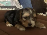 Candi, a female Yorkshire Terrier for sale in Williamsburg, MO – Photo 5 of 8