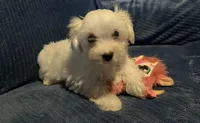 Tessa, a female Morkie for sale in Williamsburg, MO – 3 of 6