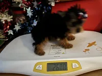 Honey, a female Yorkshire Terrier for sale in Williamsburg, MO – 6 of 8