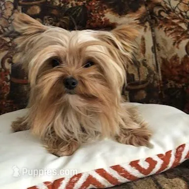 Kelley, a female Morkie for sale in Williamsburg, MO – Photo 6 of 7