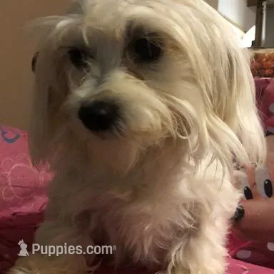 Kelley, a female Morkie for sale in Williamsburg, MO – Photo 7 of 7