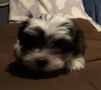 Kelley, a female Morkie for sale in Williamsburg, MO – Photo 4 of 7