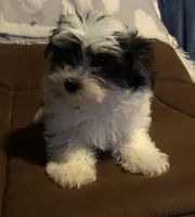 Kelley, a female Morkie for sale in Williamsburg, MO – Photo 2 of 7