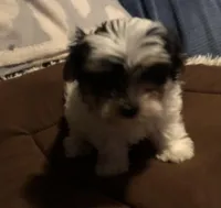 Kelley, a female Morkie for sale in Williamsburg, MO – Photo 3 of 7