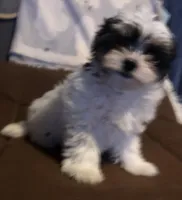 Kelley, a female Morkie for sale in Williamsburg, MO – Photo 5 of 7