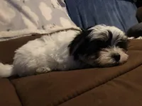 Kelley, a female Morkie for sale in Williamsburg, MO – Photo 1 of 7