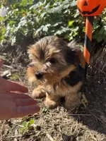 Champ, a male Yorkshire Terrier for sale in Williamsburg, MO – 2 of 8