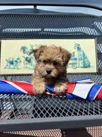 Tara, a female Yorkipoo for sale in Williamsburg, MO – 3 of 6