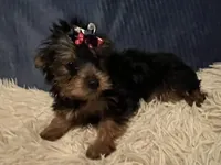 Honey, a female Yorkshire Terrier for sale in Williamsburg, MO – 2 of 8