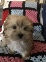 Sadie, a female Morkie for sale in Williamsburg, MO – Photo 4 of 8