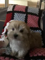 Sadie, a female Morkie for sale in Williamsburg, MO – Photo 2 of 8