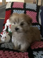 Sadie, a female Morkie for sale in Williamsburg, MO – Photo 3 of 8